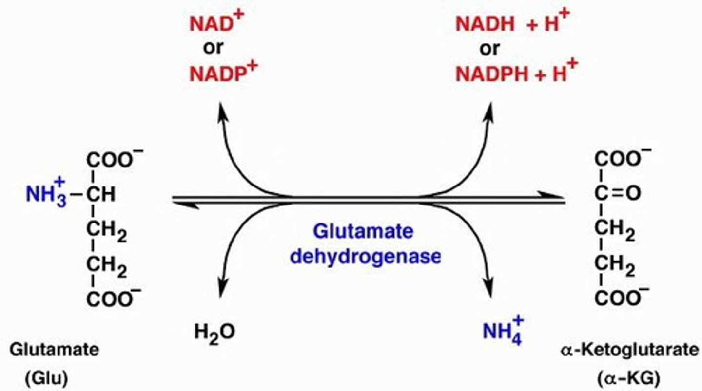 <p>Glutamate dehydrogenase metabolizes glutamate to generate ammonia.</p>
