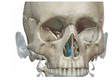 <p>What Facial Bone is this?</p>
