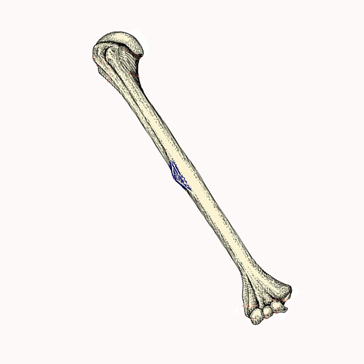 <p>Name the highlighted portion of the humerus</p>