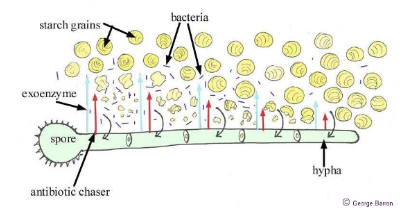 <p>Fungi Charactieristics - Nutrition</p>