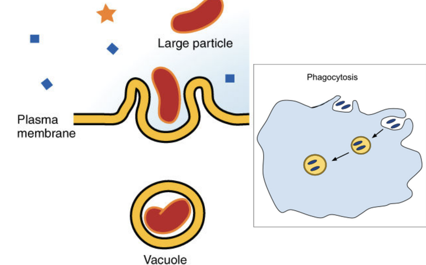 <p>Phagocytose (phagocytosis) (“see” particle as foreign or self)</p>
