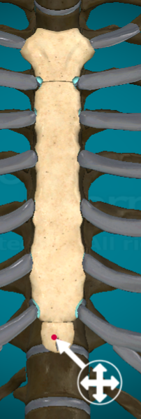 <ul><li><p>What? the tiny little upside down triangle bone</p></li><li><p>Where? below the body of the sternum</p></li></ul><p></p>