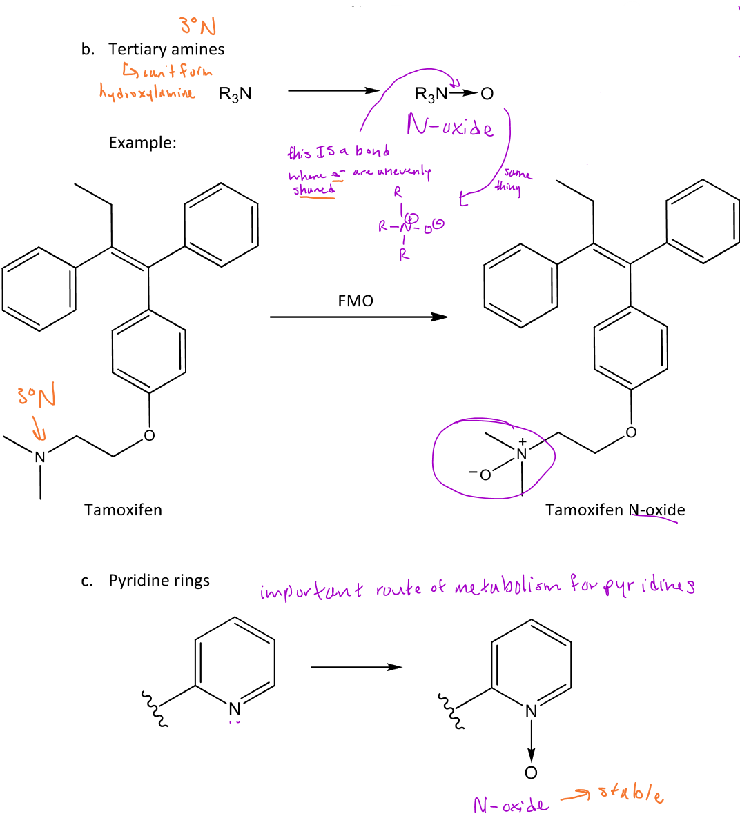 <p>When a 3° amine undergoes N-oxidation, an <em>N-oxide will form</em> which puts a (+) charge on the nitrogen and a (-) charge on the oxygen</p>