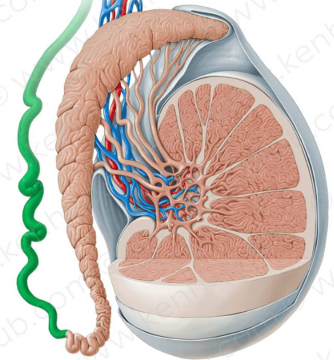 <p>muskulöst rör som transporterar spermier från bitestikeln (epididymis) till urinröret</p>