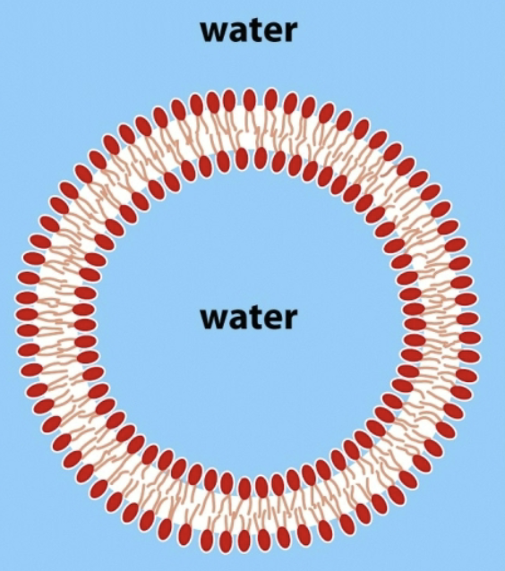 <p>Technique used to study lipid membranes; spherical vesicle with a hallow center</p><p>Can form the the liposomes with different conditions (inside and outside) and test different membranes</p><p>Once liposome is formed, cannot change interior environment!</p>