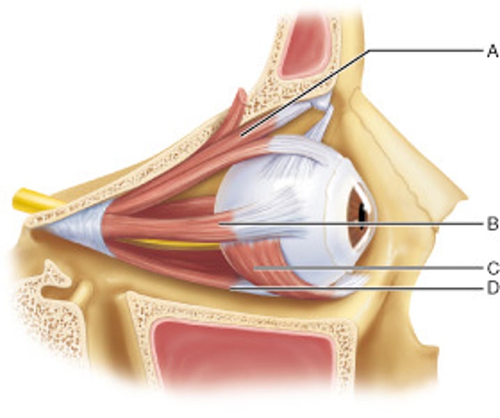 <p>inferior rectus</p>