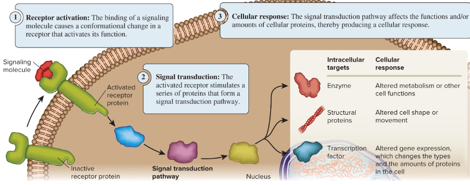 <ol><li><p>Receptor activation</p></li><li><p>Signal transduction</p></li><li><p>Cellular Response</p></li></ol><p></p>