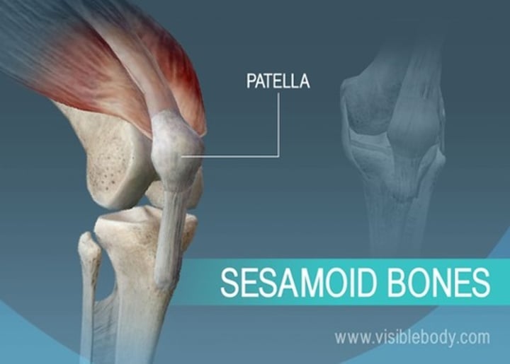 <p>round bones found near joints (e.g., the patella)</p>