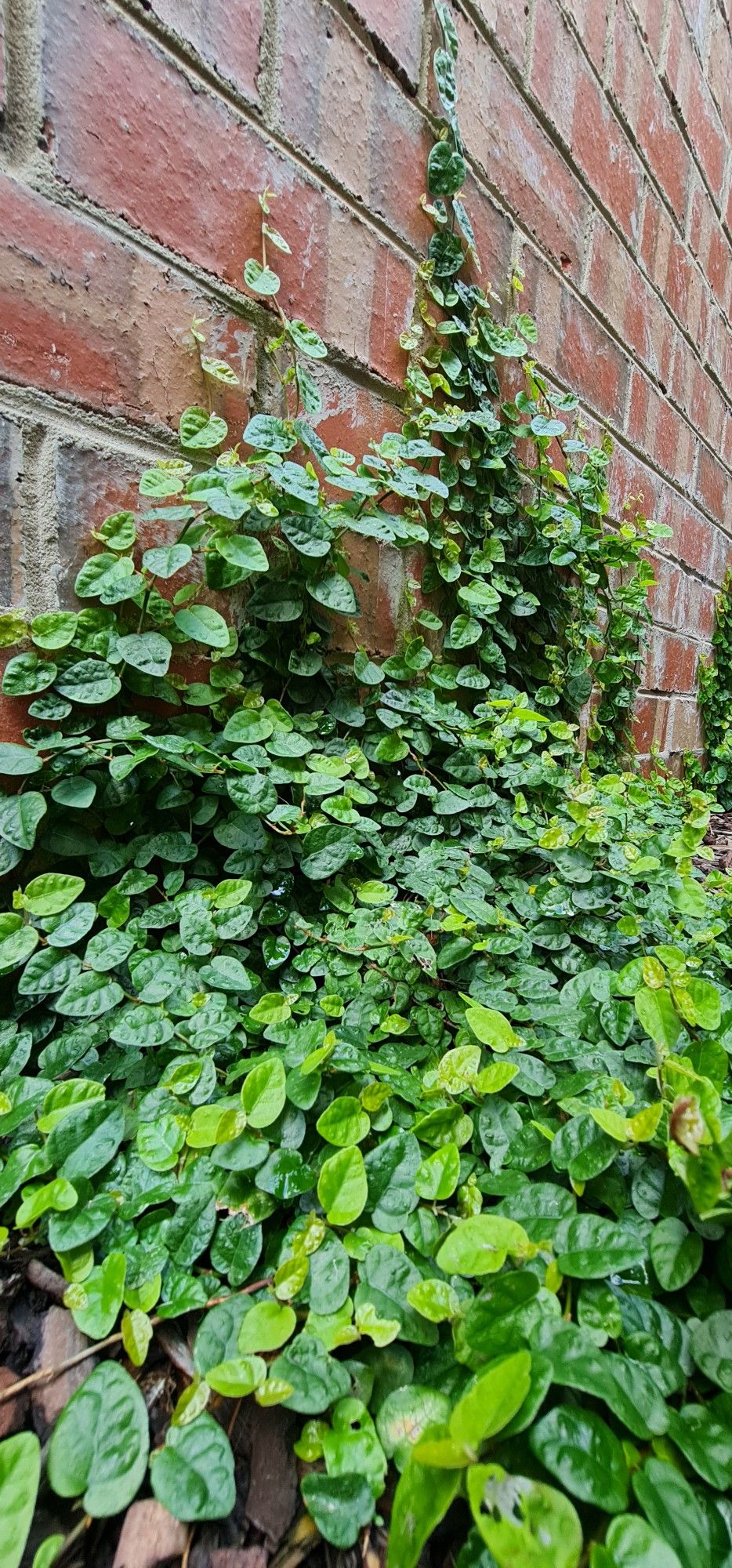 <p>Creeping Fig</p>