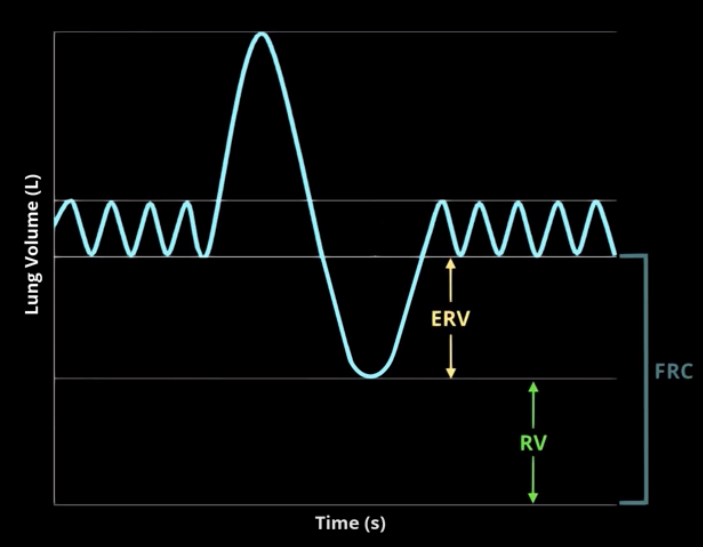 <p>What is functional residual capacity?</p>