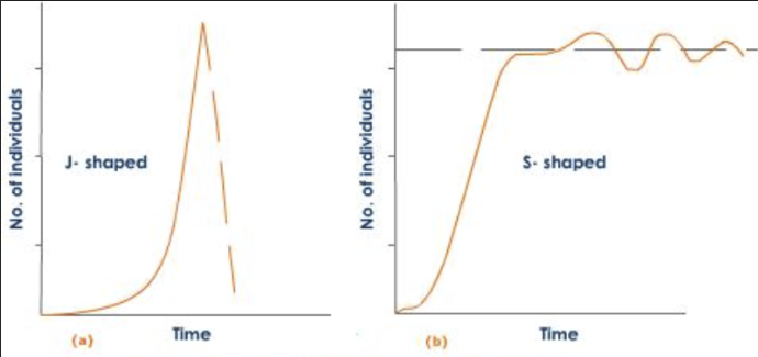 A boom and bust population growth pattern; the population grows exponentially until overshooting its carrying capacity, resulting in a collapse or dieback.