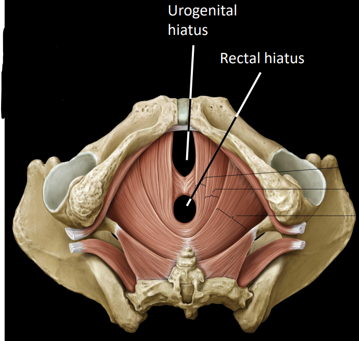 <ul><li><p>urogenital hiatus</p></li><li><p>rectal hiatus</p></li></ul><p></p>