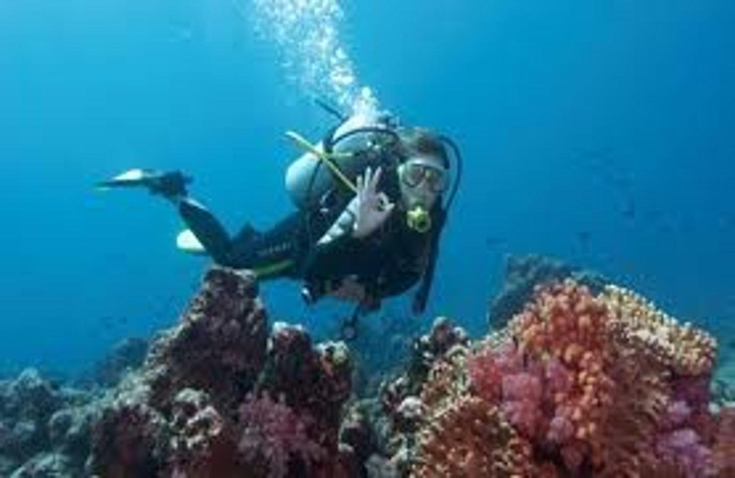 <p>to scuba dive</p>