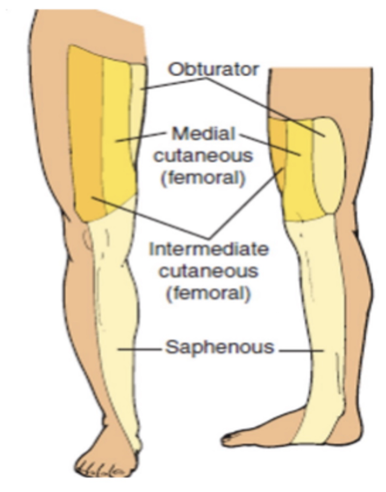 <ul><li><p>Muscles:</p><ul><li><p>Quads</p></li><li><p>Pectinius </p></li><li><p>Sartorius </p></li></ul></li><li><p>Sensory Impairments:</p><ul><li><p>Lateral Femoral Cutaneous Nerve:</p><ul><li><p>Lateral Thigh over ITB</p></li></ul></li><li><p>Intermediate Femoral Cutaneous Nerve:</p><ul><li><p>Anterior Thigh </p></li></ul></li><li><p>Medial Femoral Cutaneous Nerve:</p><ul><li><p>Anteromedial Thigh </p></li></ul></li><li><p>Saphenous Nerve:</p><ul><li><p>Medial Femoral Condyle </p></li><li><p>Posterior Medial Lower Leg </p></li><li><p>Medial Malleolus </p></li></ul></li></ul></li></ul><p></p>