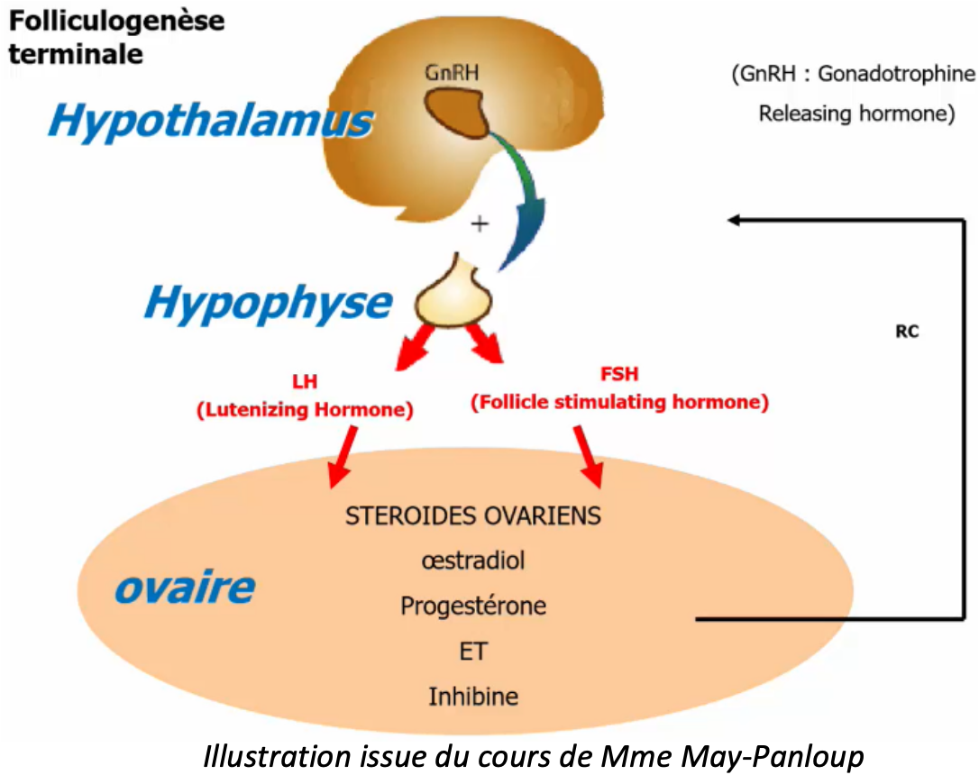 <p><strong>L’hypothalamus</strong> synthétise, comme pour l’homme, la</p><p><strong>GnRH</strong> qui va agir sur l’<strong>hypophyse</strong>. Il va à son tour synthétiser la <strong>LH</strong> et la <strong>FSH</strong> qui vont permettre la production, par l’ovaire, des <strong>stéroïdes ovariens</strong> (<strong>Œstradiol, progestérone et inhibine</strong>). Ces stéroïdes ont également un rôle de <strong>rétrocontrôle négatif</strong> sur l’axe hypothalamo-hypophysaire.</p><p>Les <strong>hormones n’agissent que sur cette phase</strong> qui se finit par <strong>l’ovulation</strong>.</p>