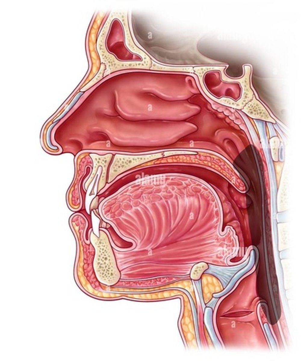 <p>The throat</p>