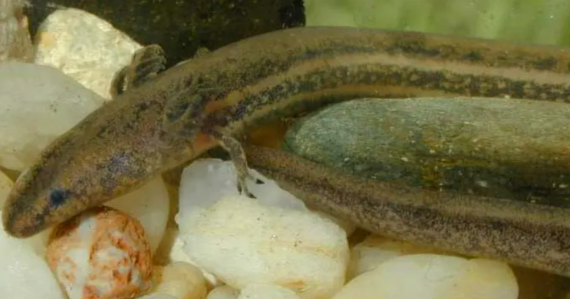 <p><span><strong><u>Distribution:</u></strong></span></p><ul><li><p><span> Michigan</span></p></li></ul><ul><li><p><span>southeastern United States</span></p></li></ul><ul><li><p><span>extreme northeastern Mexico</span></p><p><br><span><strong><u>Traits: </u></strong></span></p></li><li><p><span> Eel-like</span></p></li><li><p><span> incomplete metamorphosis (paedomorphic)</span></p><ul><li><p><span>adults have external gills </span></p></li></ul></li><li><p><span>keratinized beak with nonpedicellate teeth, </span></p></li><li><p><span>two forelimbs with reduced number of digits, </span></p></li><li><p><span>no pelvic girdle</span></p></li><li><p><span>external fertilization</span></p></li><li><p><span>paternal care</span></p></li></ul><p></p>