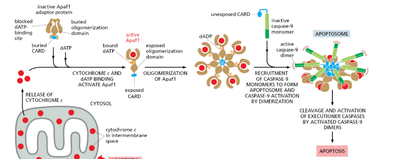 <p>• Cyt-C activates adaptor proteins → Apaf1</p><p>• Activated Apaf1 assembled into apoptosome with the CARD domain in middle</p><p>• Recruitment of procaspase</p><p>• Caspase activation at the apoptosome</p><p>• Activation of executioner caspases</p>