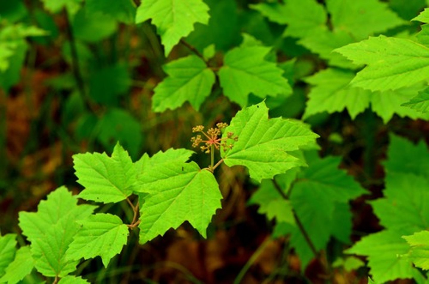 <p>A short shrub with opposite 3- or 5-lobed leaves with serrated edges and a fuzzy surface.</p>