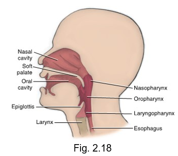 <ul><li><p>nasopharynx (nose)</p></li><li><p>oropharynx (oral)</p></li><li><p>laryngopharynx (larynx - voicebox)</p></li></ul><p></p>