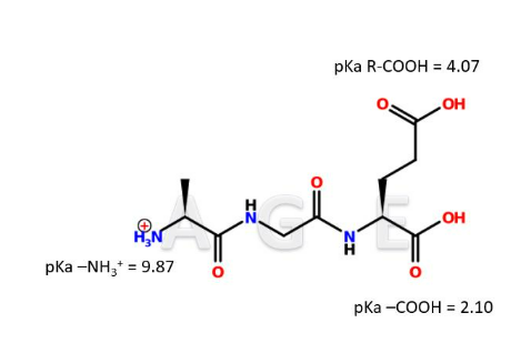 <p><strong>IClicker: </strong>What is the isoelectric point of the tripeptide A-G-E?</p>