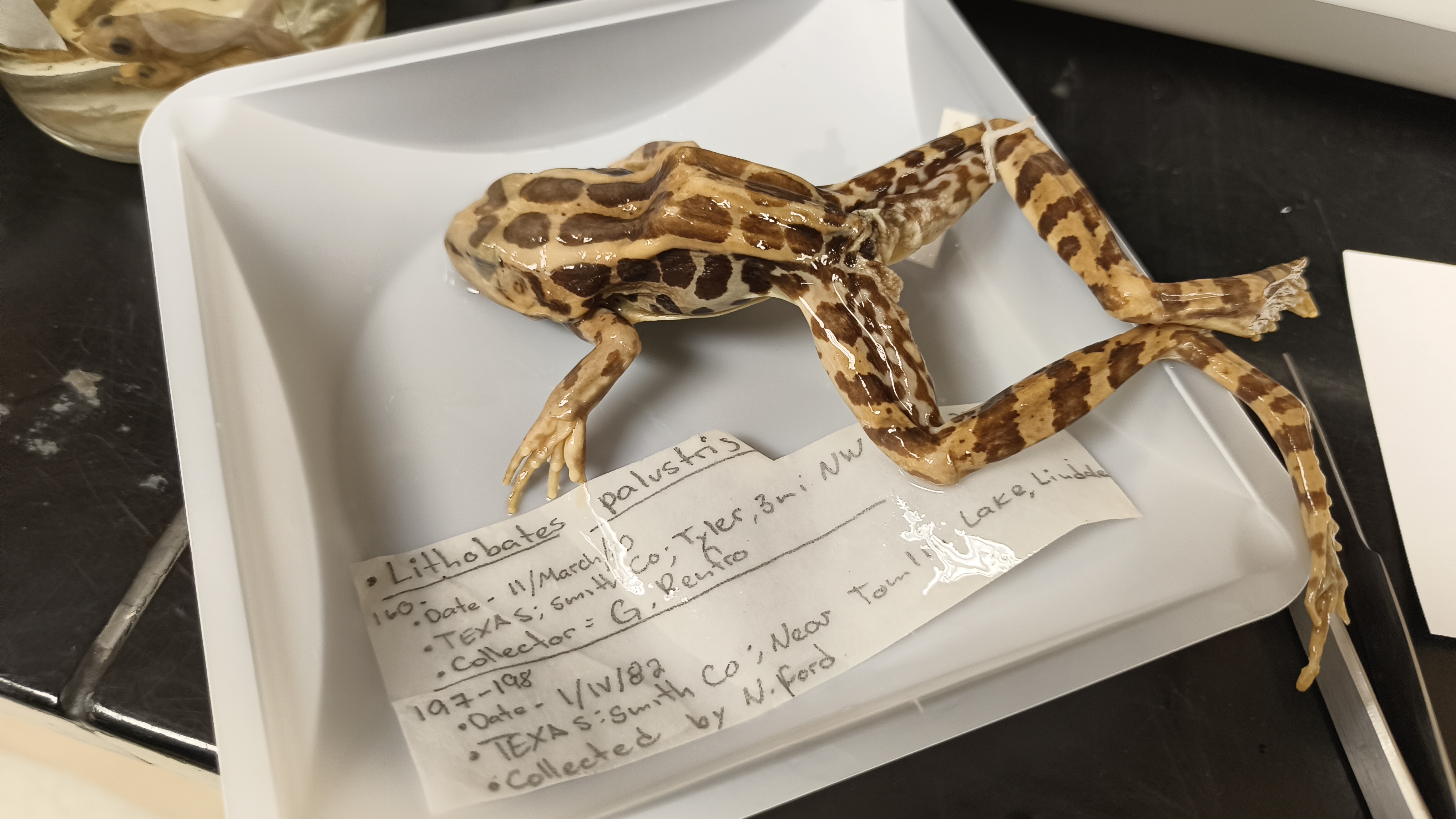 <p>Ranidae Rana polustris</p>