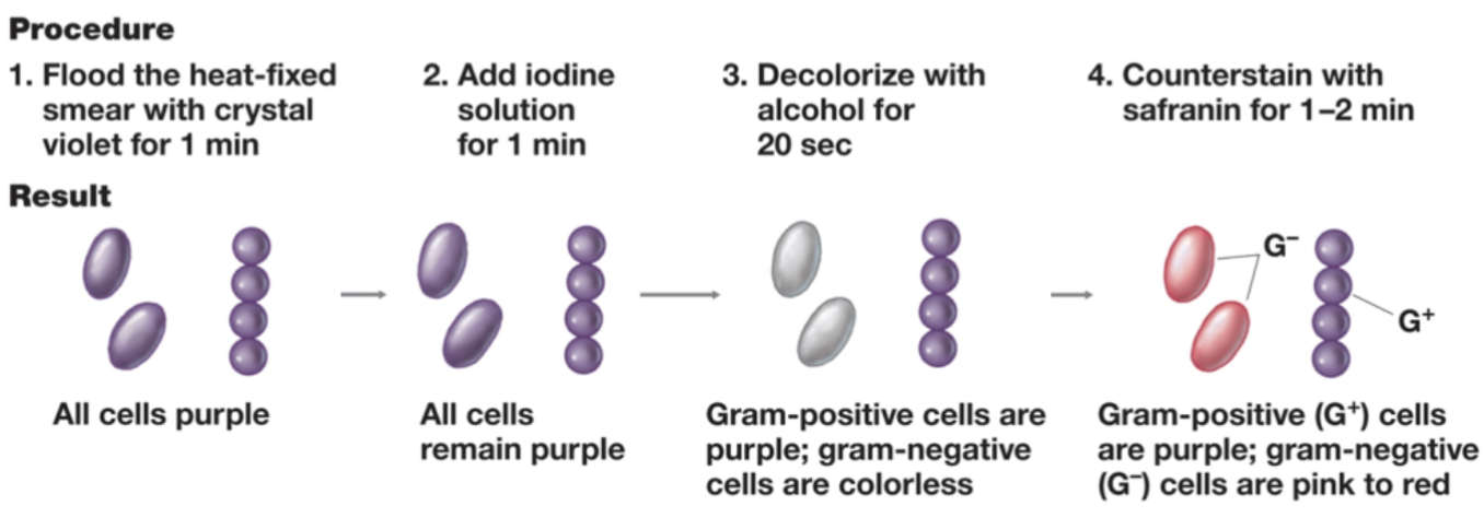 <ul><li><p>Had a mixed culture.</p></li><li><p>Wanted to put them into groups → he developed a gram strain.</p><ul><li><p>Differential strain.</p></li></ul></li><li><p>Steps:</p><ol><li><p>Heat-fix a smear of bacteria and expose to crystal violet for one minute.</p></li><li><p>Add iodine solution for one minute.</p><ul><li><p>Iodine is a mordant.</p><ul><li><p>Makes the solution sticky.</p></li></ul></li></ul></li><li><p>Decolorize with alcohol for 20-30 seconds.</p><ul><li><p>Gram-positive cells keep the purple color.</p></li><li><p>Gram-negative cells lose the purple color.</p><ul><li><p>Outer surface is membrane.</p><ul><li><p>More susceptible to alcohol.</p></li></ul></li></ul></li></ul></li><li><p>Counterstain with safranin for 1-2 minutes.</p><ul><li><p>Attaches a red-pink color to gram-negative cells.</p></li><li><p>Also attached to gram-positive, but is out-competed by the purple.</p></li></ul></li></ol></li><li><p>Occurs because of the different membranes.</p></li></ul>