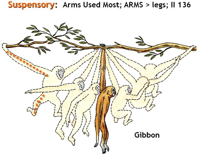 <p><span>arms longer than legs; suspensory ape</span></p>