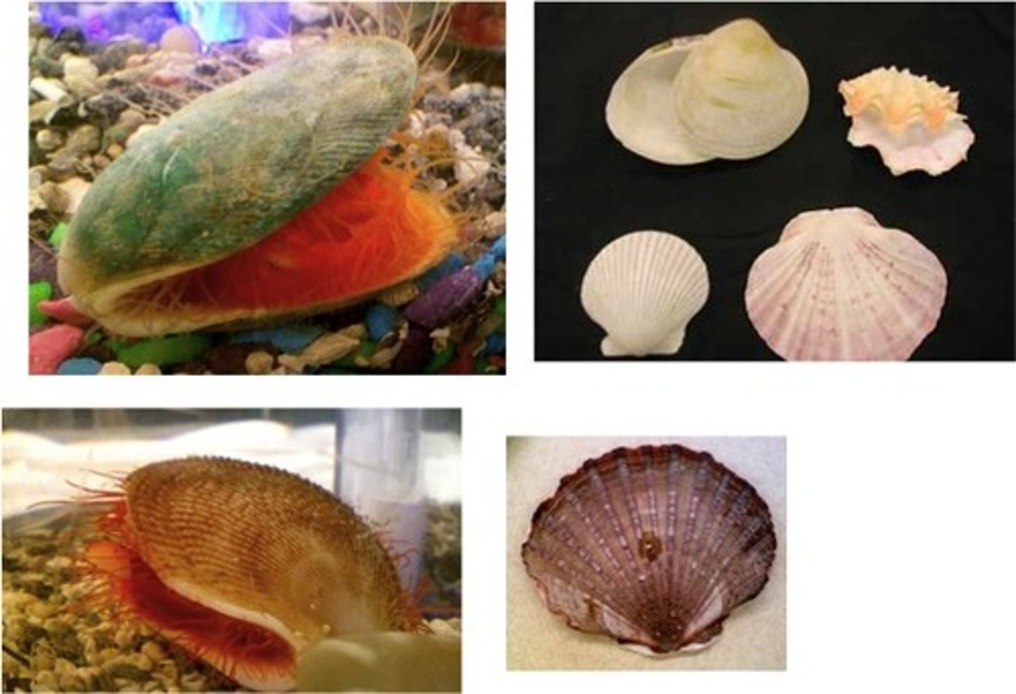 <p>Phylum Mollusca<br>Class Bivalvia<br>Both live and preserved shells</p>