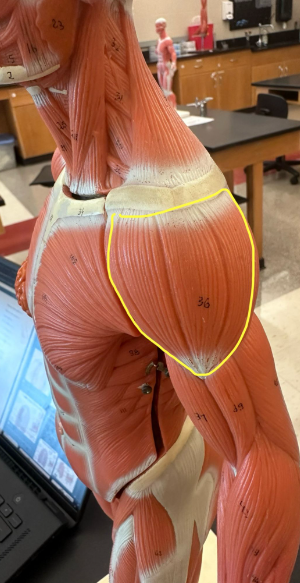 <p>What muscle is the yellow line indicating? What action does this muscle perform?</p><p>What is the origin and insertion of this muscle?</p>
