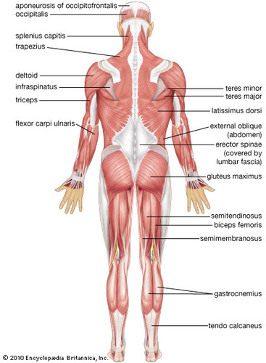 <p>Muscular system</p>