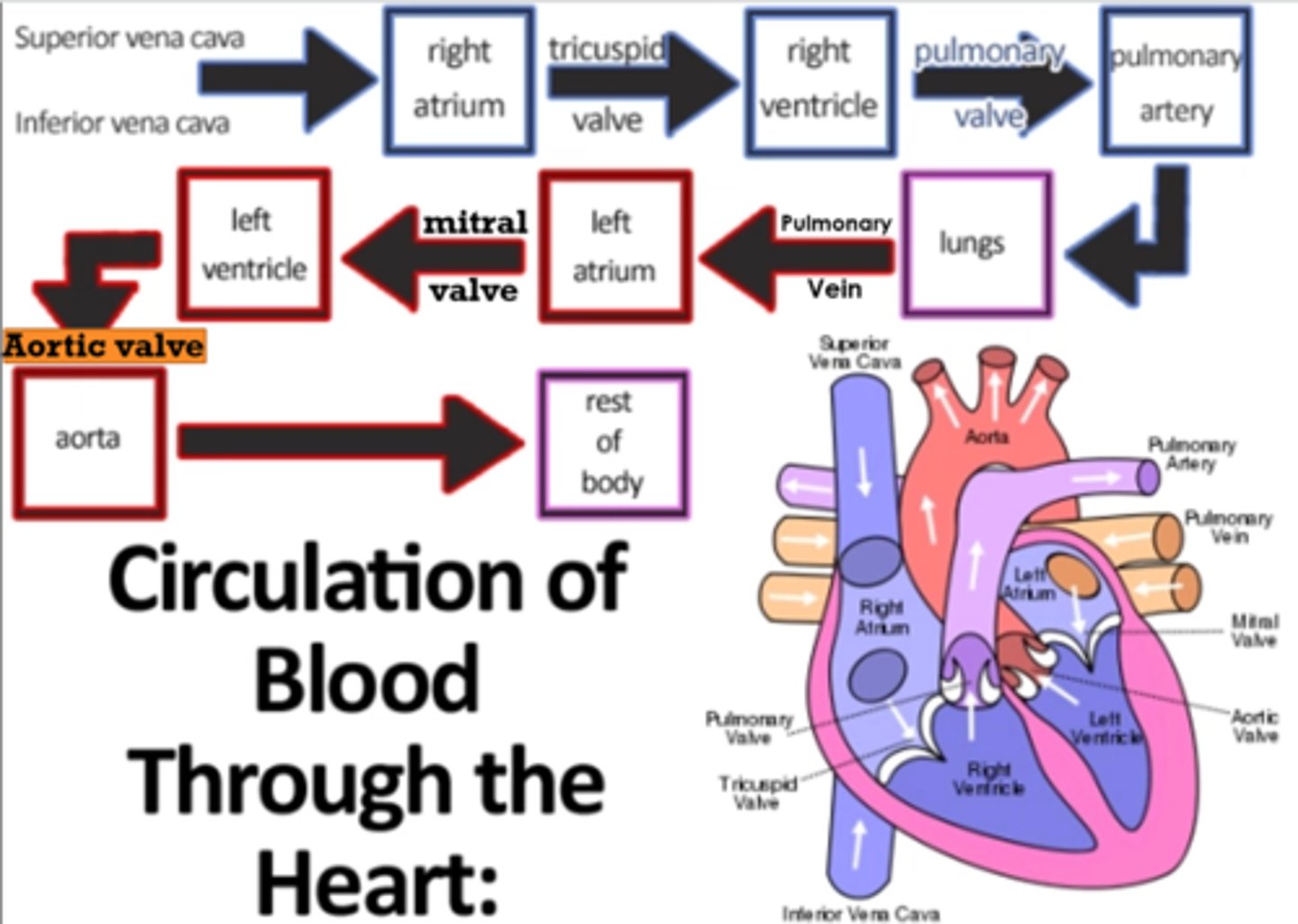 <p><span class="bgB">SVC / IVC</span></p><p><span class="bgB">r atrium</span></p><p><span class="bgB">tricuspid valve</span></p><p><span class="bgB">r ventricle</span></p><p><span class="bgB">pulmonary valve</span></p><p><span class="bgB">pulmonary artery</span></p><p><span class="bgB">LUNGS</span></p><p><span class="bgP">pulmonary vein</span></p><p><span class="bgP">L atrium</span></p><p><span class="bgP">mitral valve</span></p><p><span class="bgP">L ventricle</span></p><p><span class="bgP">aortic valve</span></p><p><span class="bgP">aorta</span></p><p><span class="bgP">BODY</span></p>