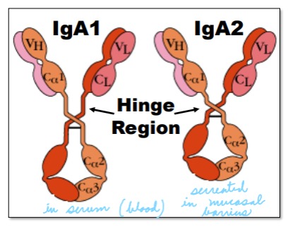 <p>IgA1 is found in serum, 30 amino acids longer (larger hinge), and often cleaved when secreted. IgA2 is found in secretions, has a shorter hinge, and is thus protected in secretions containing bacteria.</p>