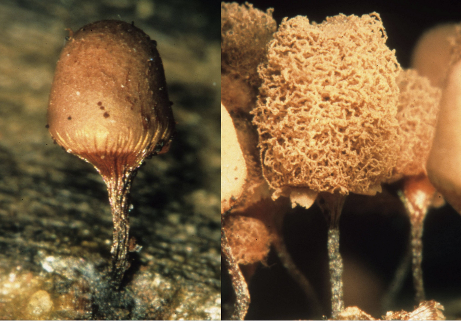 <p>Arcyria incarnata</p>