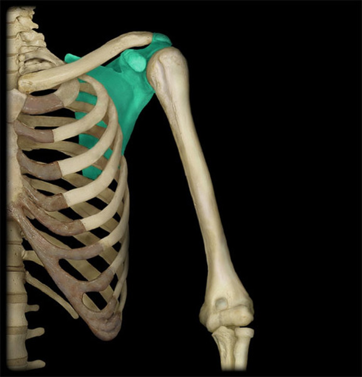 <p>origin: upper ribs (3-5)<br>insertion: coracoid process<br>action: stabilize scapula, pull inferiorly and anteriorly<br>innervation: medial pectoral nerve</p>