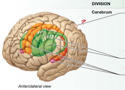 <p>Primary motor cortex: plans and executes voluntary moments \</p><p>Primary sensory cortices: receive and process different types of sensory input</p><p>Multiple task association areas: integrate sensory and motor info from a variety of different primary cortex </p>