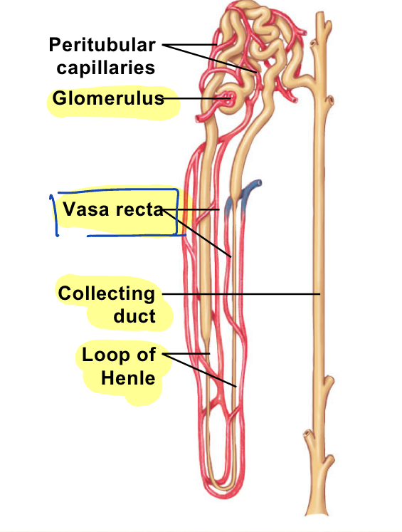 <p>what type of nephron is this?</p>