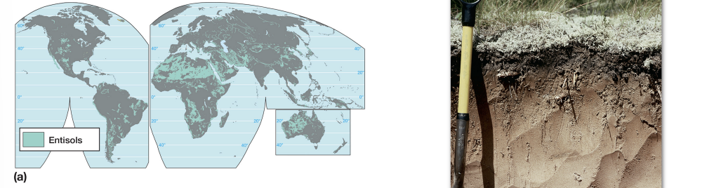 <p><strong>entisol characteristics</strong></p>