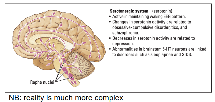 <ul><li><p>Located in the <em>Raphe nuclei.</em></p></li><li><p>Serotonin regulates Wakefulness during movement.</p></li><li><p>An increase is linked to Schizophrenia.</p></li><li><p>A decrease is linked to Depression, ODC, SIDS, sleep apnea.</p></li></ul><p></p>