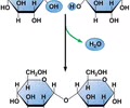 <p><span>Monomer --&gt; polymer</span><br><span>- Removal of H2O to form a new covalent bond</span><br><span>- Coordinated by enzymes - proteins specifically shaped to catalyze reactions</span></p>