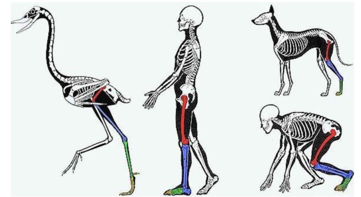 <p>Pelvis, femur, patella, tibia, fibula, tarsus, metatarsal.</p>