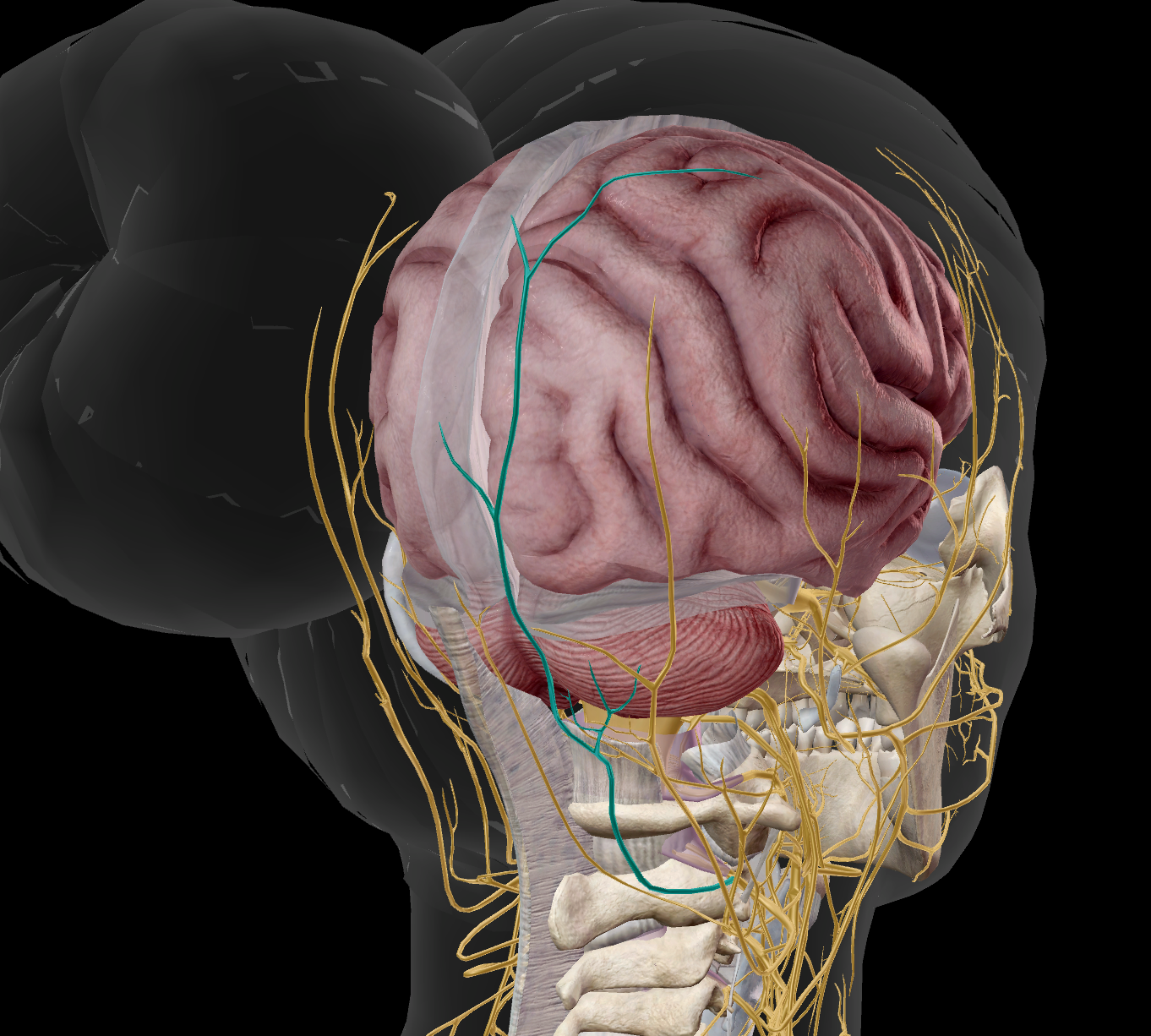 <p>sensitif scalp</p>