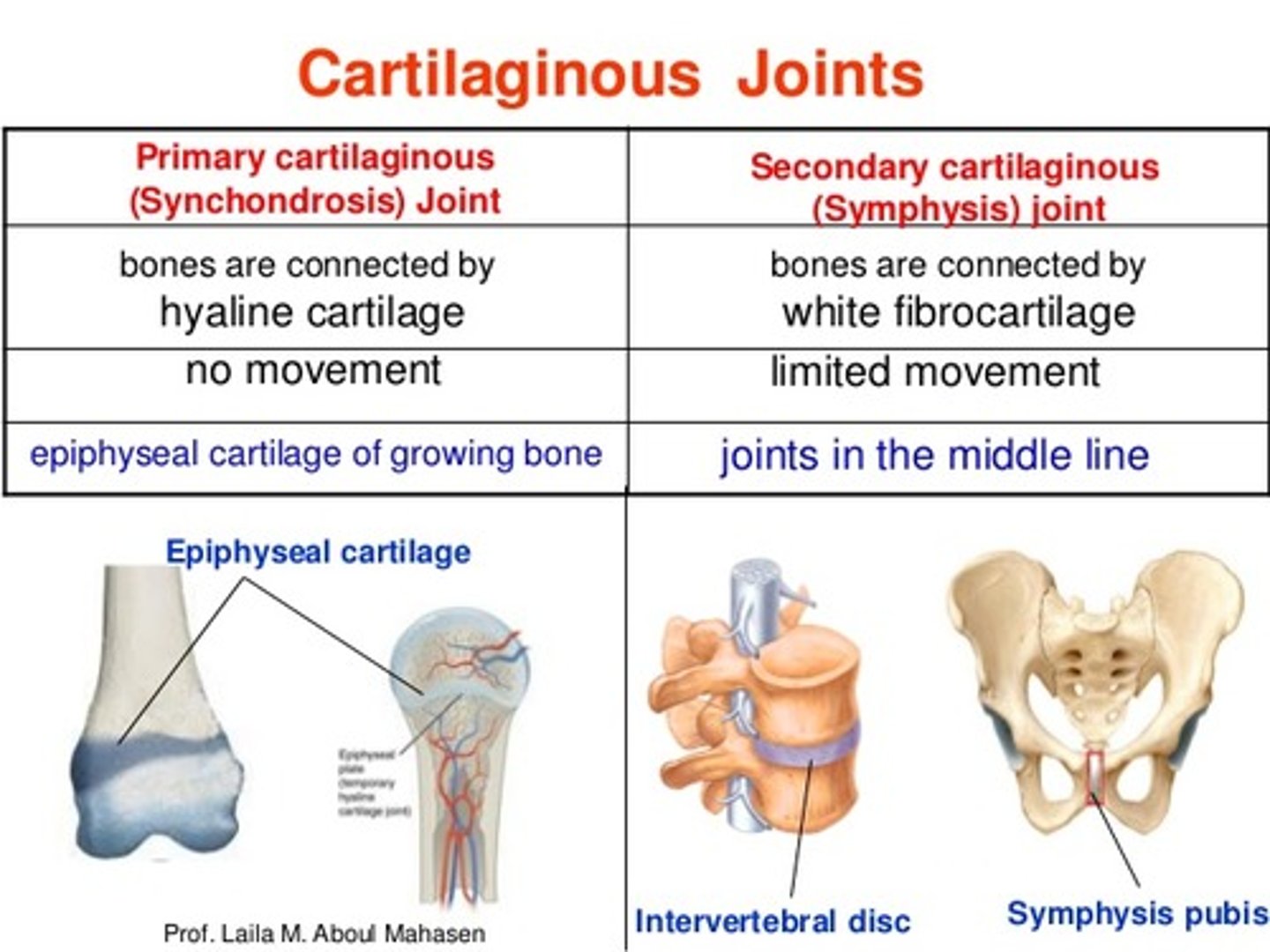 <p>DEFINITION</p><p>have either hyaline cartilage or fibrocartilage connecting the bones with no synovial cavity. Usually, their is a small degree of movement.</p>