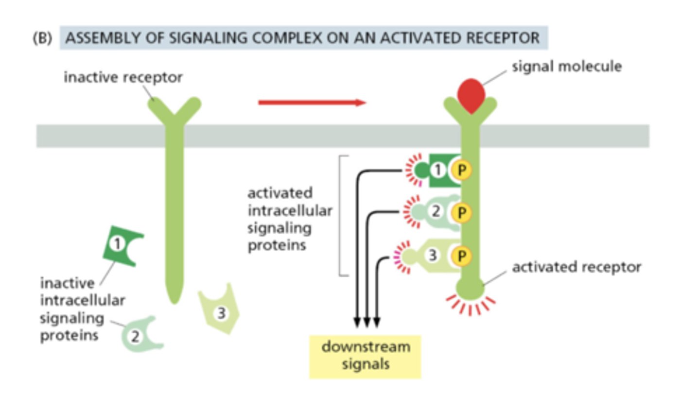 <p>After ligand binding and receptor autophosphorylation, intracellular signaling proteins transiently dock to the receptor</p>