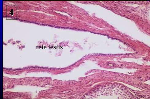 <p>Canine rete testis. </p><p>The rete testis is lined by a simple low cuboidal epithelium</p>