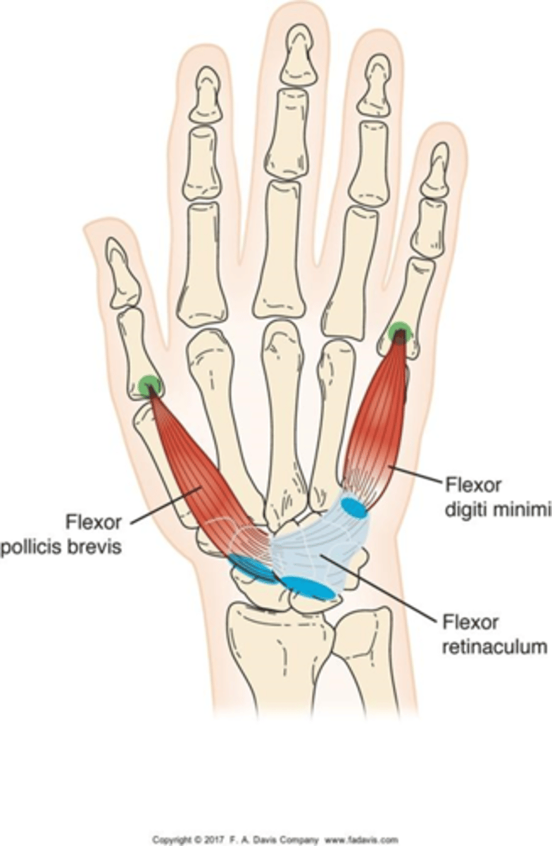 <p>▪O: Trapezium and flexor retinaculum</p><p>▪I: Proximal phalanx of thumb</p><p>▪A: Flexes MCP, CMC of thumb</p><p>▪N: Median nerve</p>