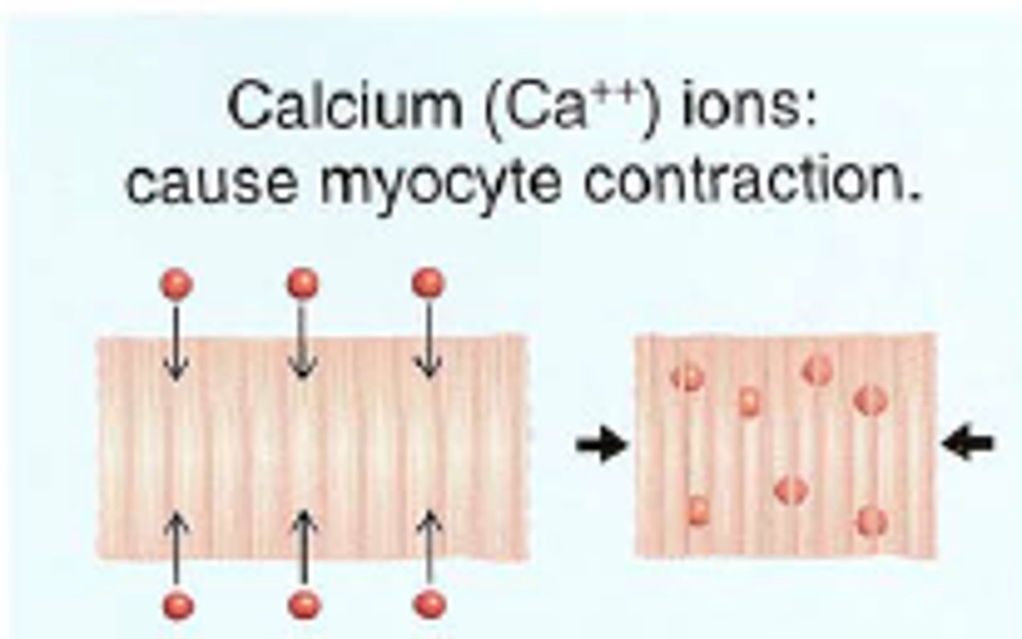 <p>driven by diffusion and electrostatic forces: need this to drive between intracellular and extracellular space.</p>