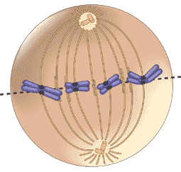 <p>Which phase of meiosis is represented above?</p>