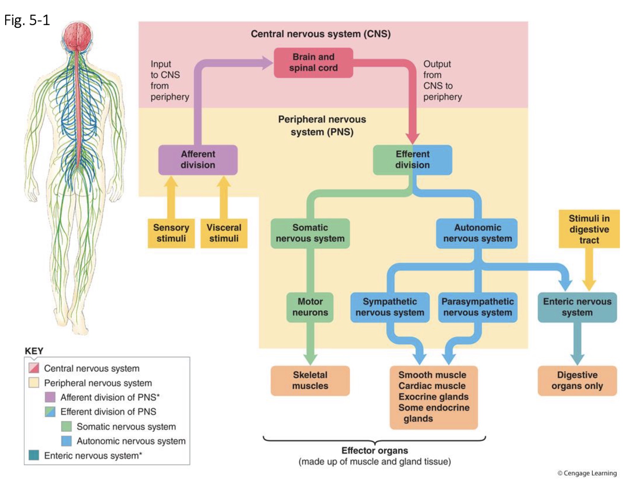 <p>remember: </p><p><strong>Parasympathetic</strong> is a subgroup of </p><p><strong>Autonomic Nervous System</strong></p>