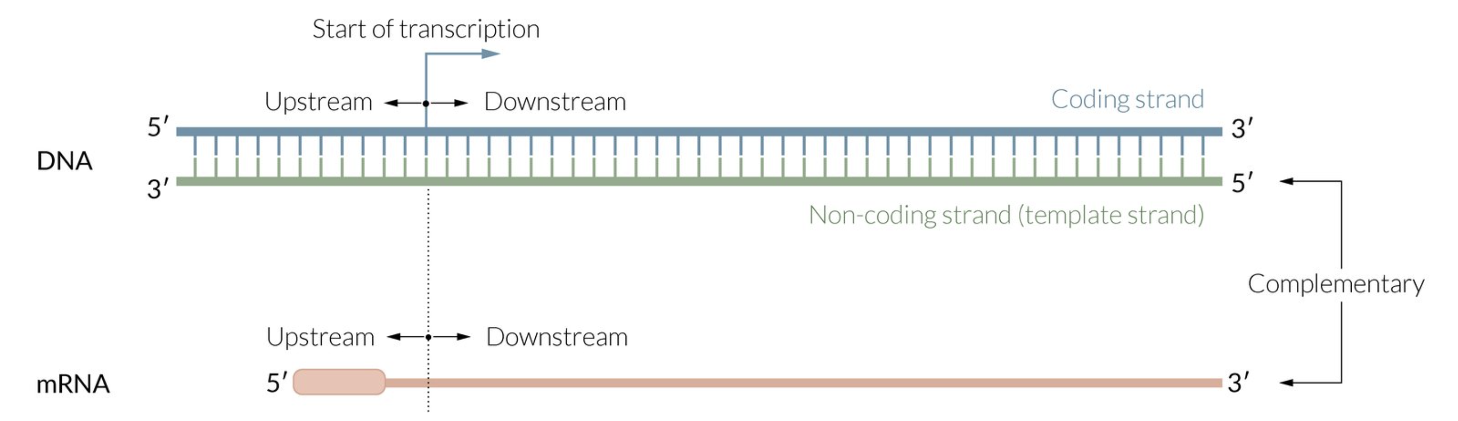 <ul><li><p>in DNA: double stranded</p><ul><li><p>“upstream” is towards the 5’ end of the coding strand (top strand)</p></li><li><p>“downstream” is towards the 3’ end of the coding strand </p></li><li><p>coding strand is on top and non-coding strand (aka template strand) is on bottom </p></li></ul></li><li><p>in RNA: single stranded</p><ul><li><p>“upstream” is towards the 5’ end </p></li><li><p>“downstream” is towards the 3’ end</p></li></ul></li></ul>